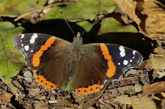 Vanessa atalanta - atalantalepke