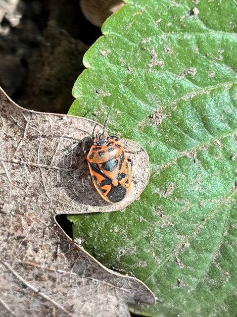 Eurydema ornata - díszespoloska Eurydema ornata - díszespoloska