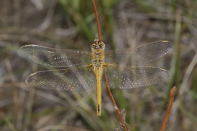 Sympetrum fonscolombii - vándor katona-szitakötő