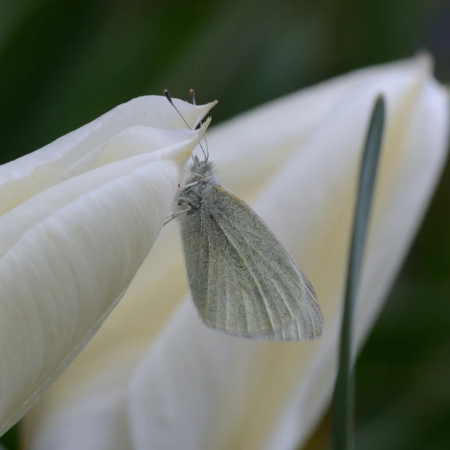Pieris rapae - répalepke