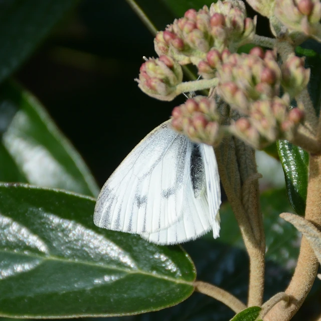 Pieris napi - repcelepke