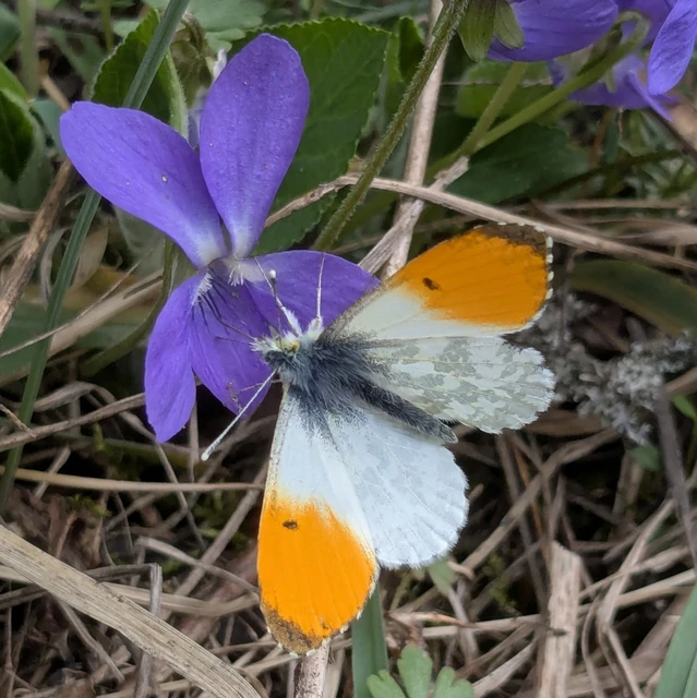 Anthocharis cardamines - hajnalpírlepke