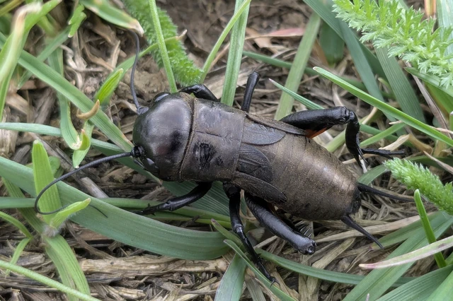 Gryllus campestris - mezei tücsök Gryllus campestris - mezei tücsök