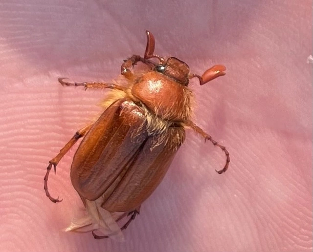 Holochelus aequinoctialis - tavaszeleji cserebogár