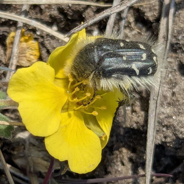 Tropinota hirta - bundás virágbogár