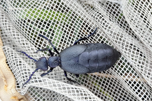 Meloe proscarabaeus - közönséges nünüke