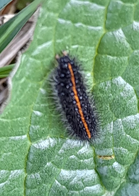 Spiris striata - csíkos molyszövő
