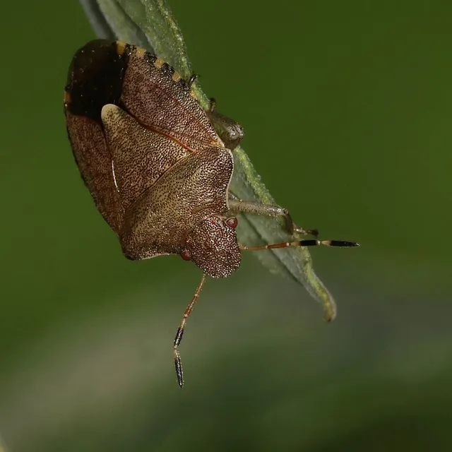 Peribalus strictus - tavaszi címerespoloska Peribalus strictus - tavaszi címerespoloska