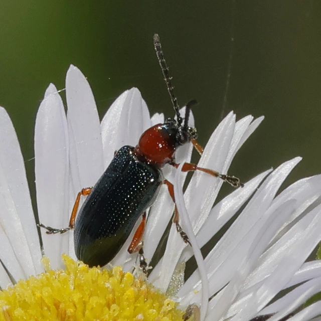 Oulema melanopus/duftschmidi
