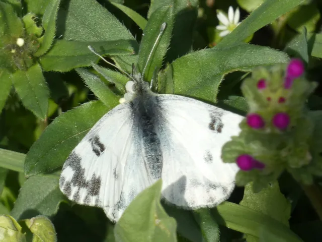 Pontia edusa - rezedalepke