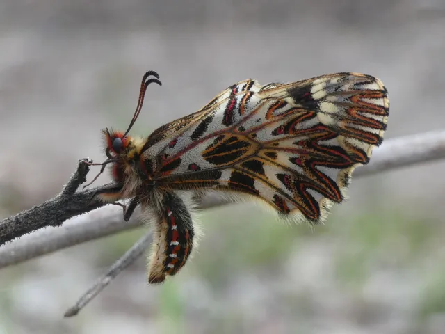Zerynthia polyxena - farkasalmalepke
