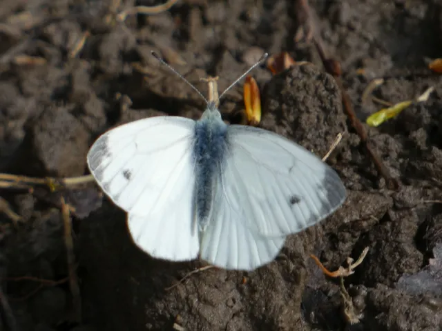 Pieris napi - repcelepke