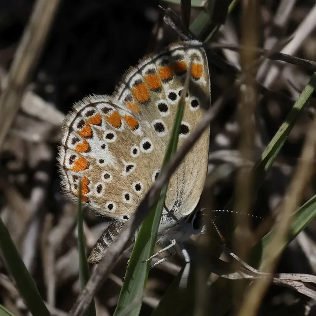 Aricia agestis - szerecsenboglárka