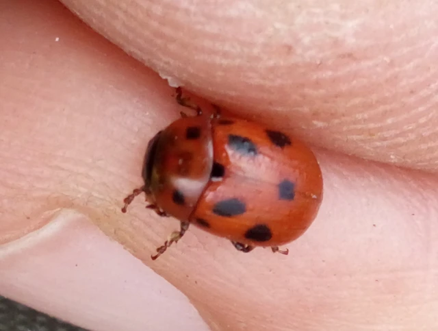 Gonioctena fornicata - közönséges lucernabogár
