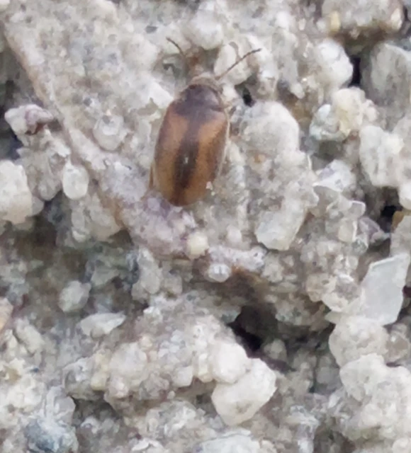 Scirtidae - rétbogárfélék