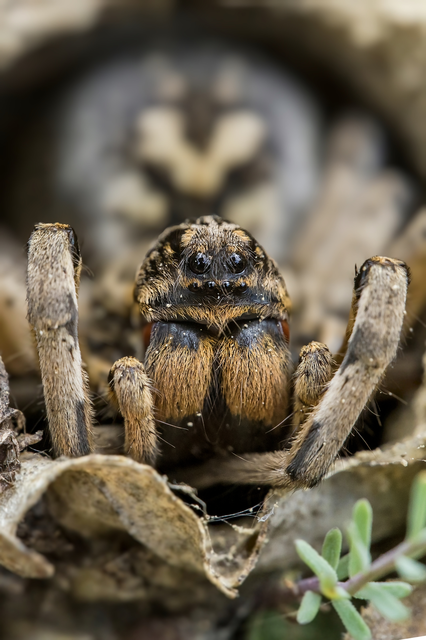 Geolycosa vultuosa - pokoli cselőpók