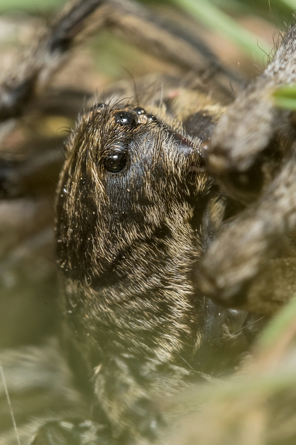 Geolycosa vultuosa - pokoli cselőpók