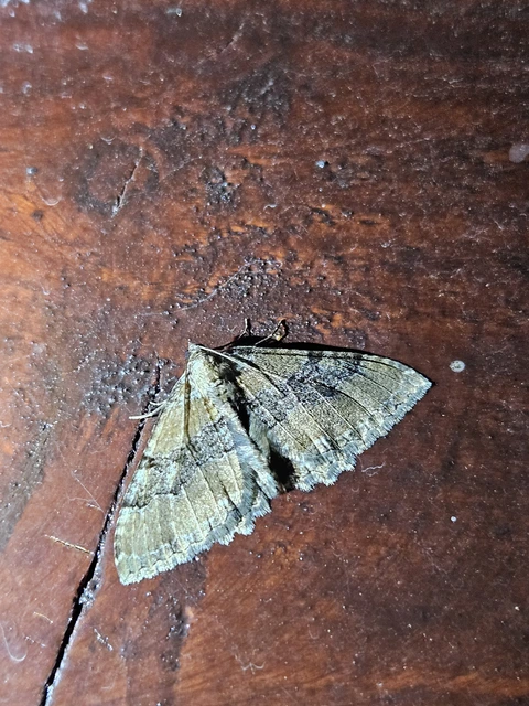 Hydria cervinalis - őzbarna araszoló