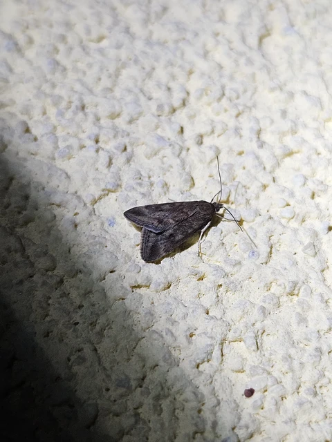 Pyrausta despicata - réti bíbormoly