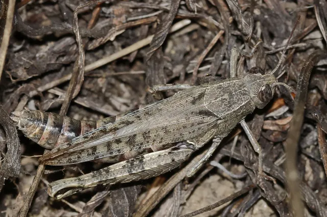 Calliptamus italicus - olaszsáska