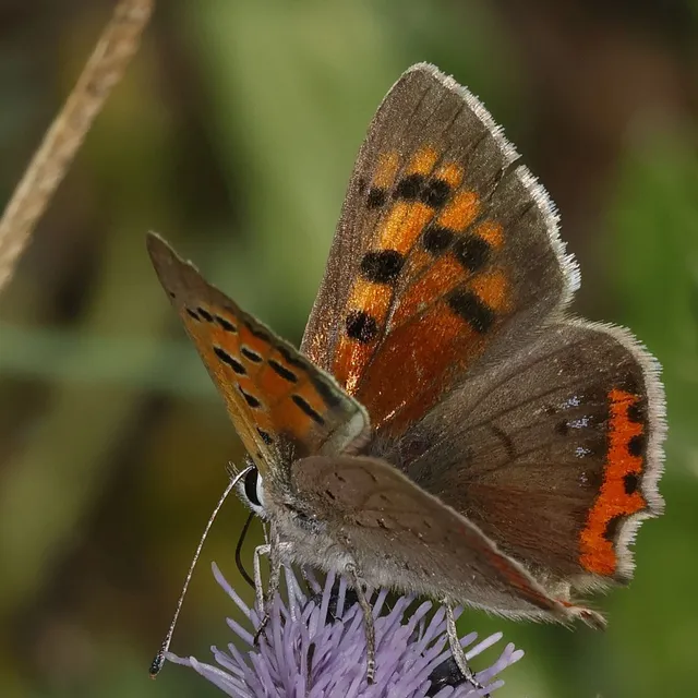 Lycaena phlaeas - közönséges tűzlepke