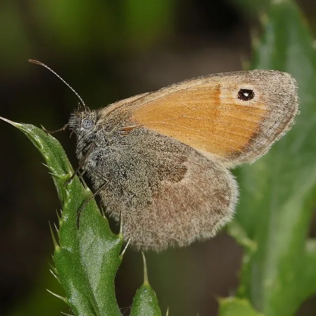 Coenonympha pamphilus - kis szénalepke