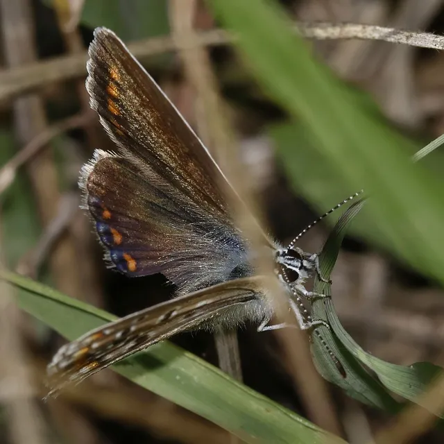 Polyommatus icarus - közönséges boglárka