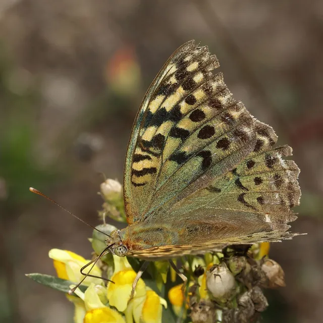 Argynnis pandora - zöldes gyöngyházlepke
