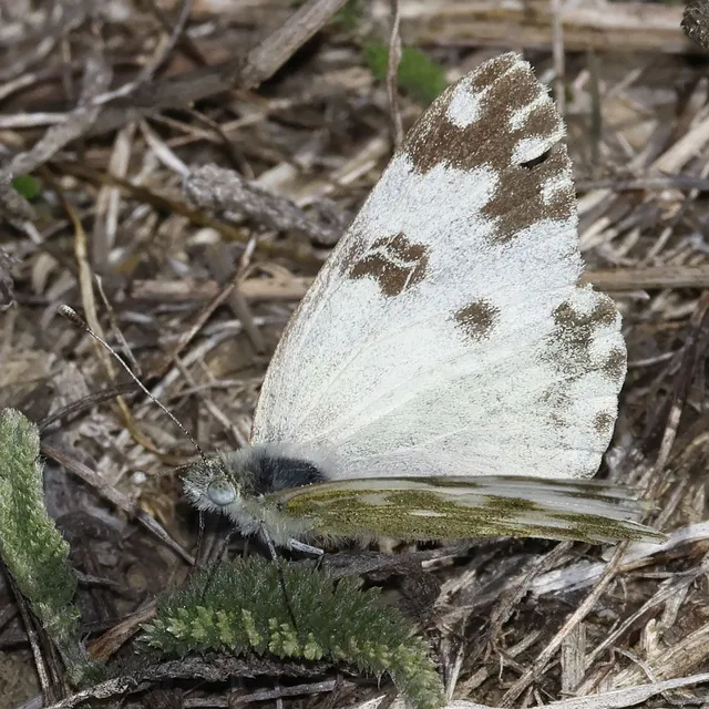 Pontia edusa - rezedalepke
