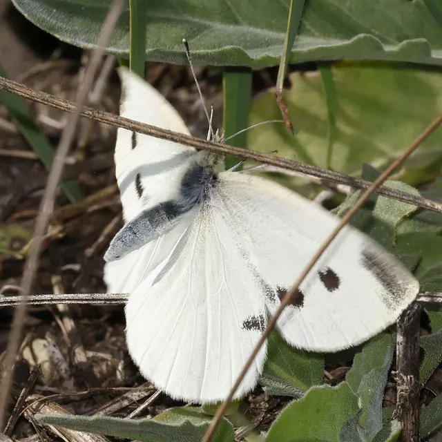 Pieris rapae - répalepke