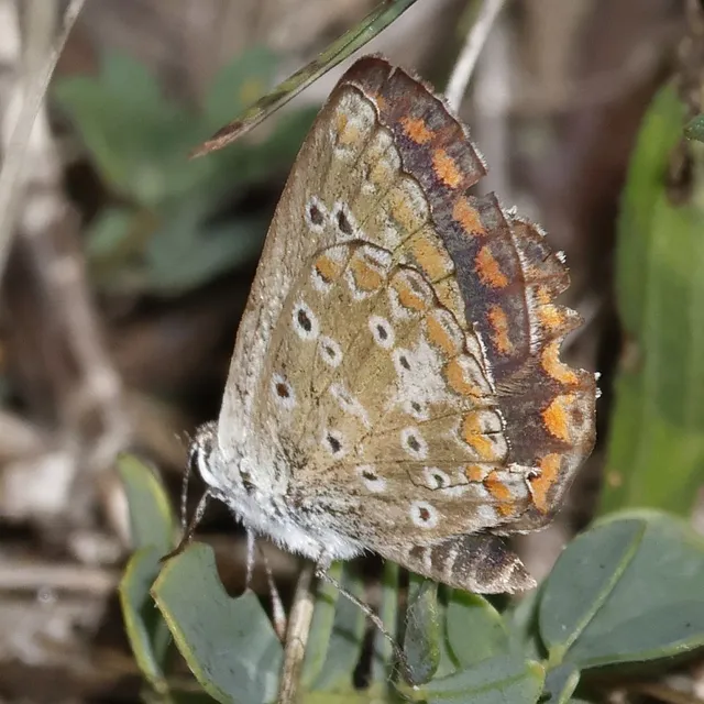 Aricia agestis - szerecsenboglárka
