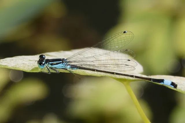 Ischnura elegans pontica - kéköves légivadász