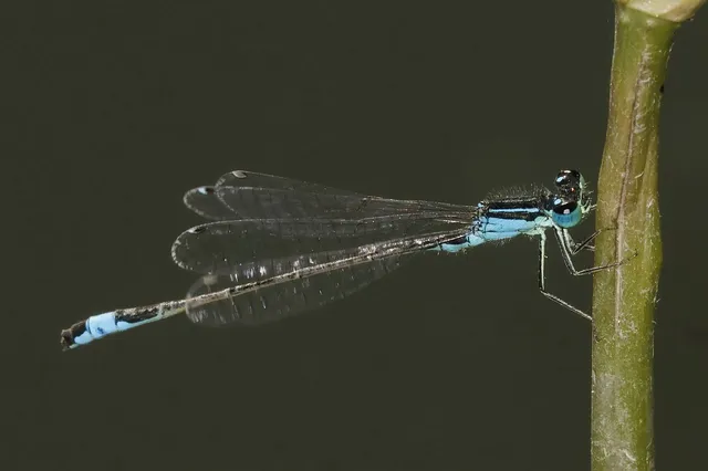 Ischnura elegans pontica - kéköves légivadász