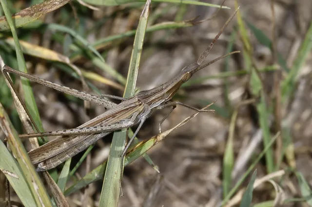 Acrida ungarica - sisakos sáska Acrida ungarica - sisakos sáska