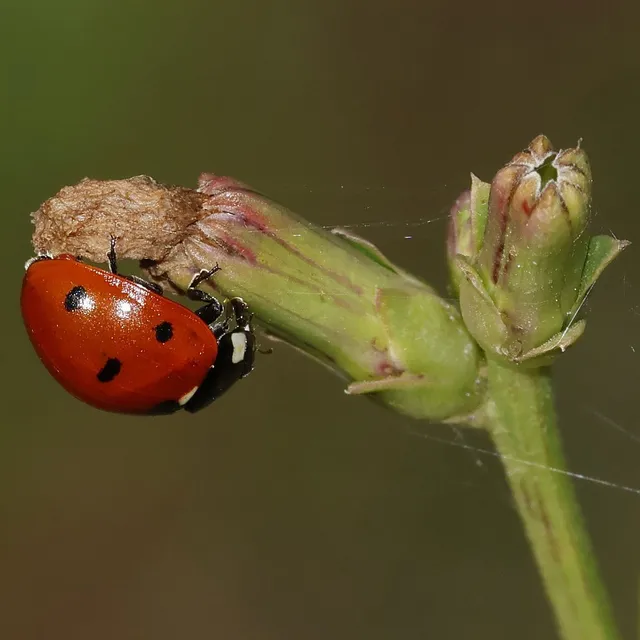Coccinella septempunctata - hétpettyes katica