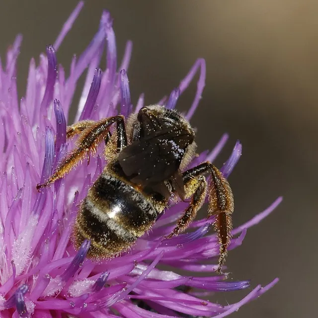 Hymenoptera - Hártyásszárnyúak Hymenoptera - Hártyásszárnyúak