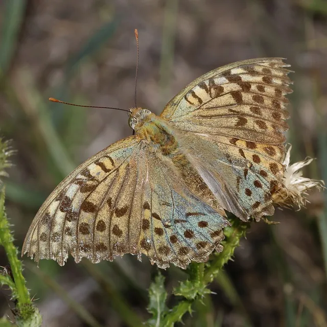 Argynnis pandora - zöldes gyöngyházlepke