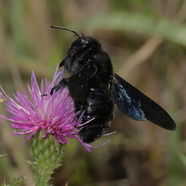 Xylocopa