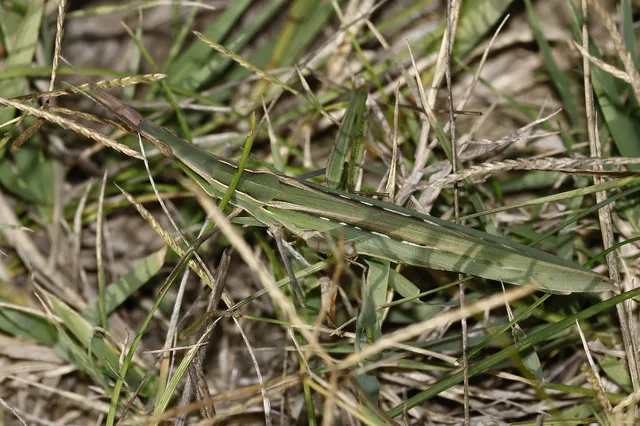 Acrida ungarica - sisakos sáska Acrida ungarica - sisakos sáska