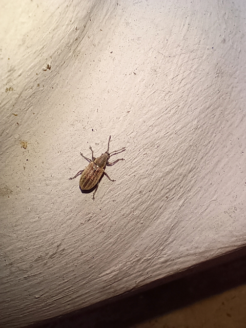 Phyllobius pyri - gyümölcsfa-levélormányos
