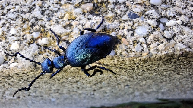 Meloe violaceus - kék nünüke