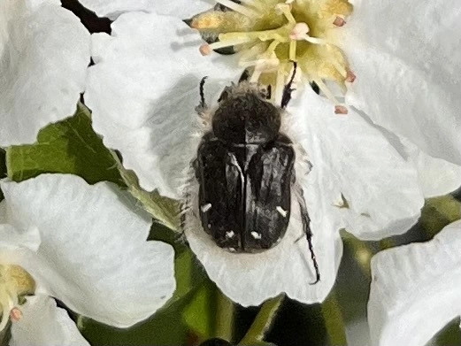 Tropinota hirta - bundás virágbogár