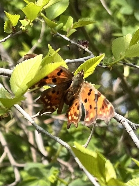 Nymphalis c-album - C-betűs lepke