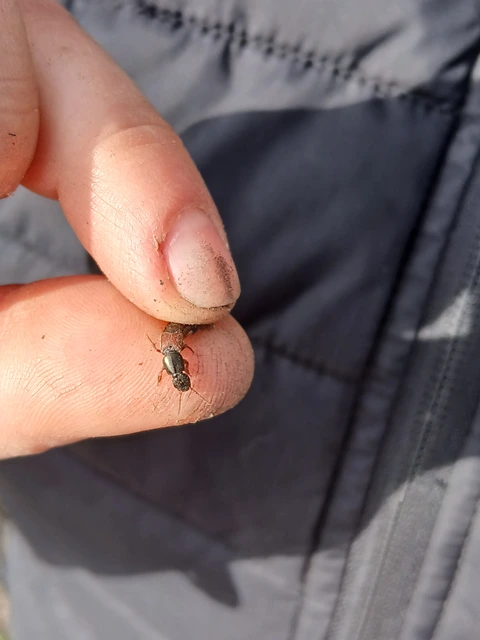 Ocypus fulvipennis - vörösszárnyú holyva