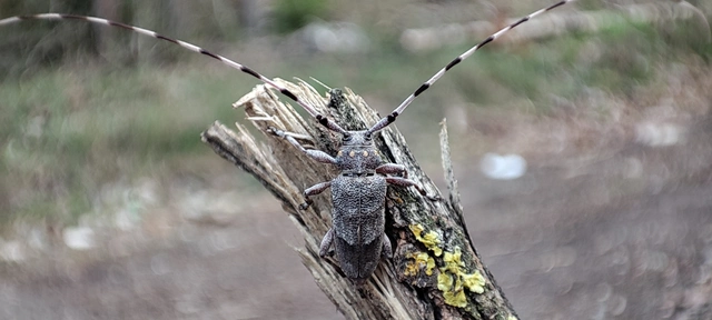 Acanthocinus aedilis - nagy daliáscincér