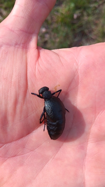 Meloe cicatricosus - óriásnünüke