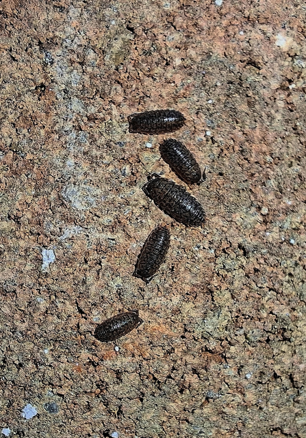 Isopoda - Ászkarákok