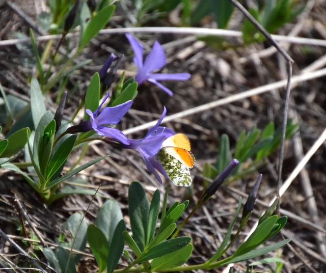 Anthocharis cardamines - hajnalpírlepke