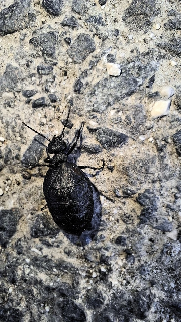 Meloe rugosus - ráncos nünüke