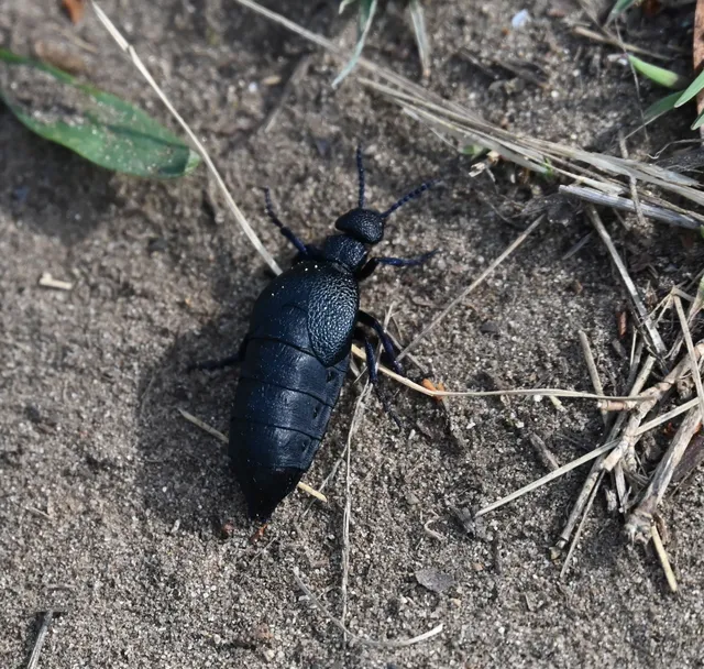 Meloe cicatricosus - óriásnünüke